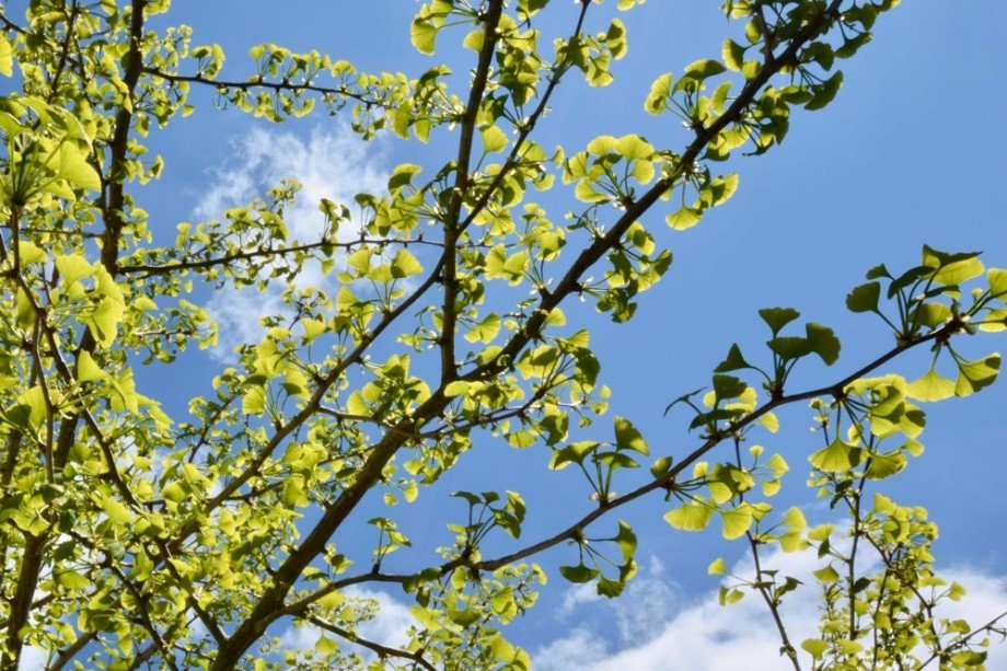 Gingkobaum Doppelhaush�lfte Gr�fenhain/ Ohrdruf
