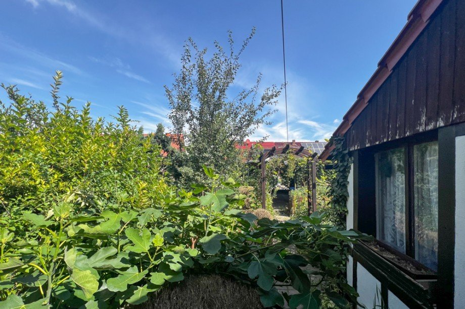 Feigenb�umchen am Gartenhaus Doppelhaush�lfte Unstrut- Hainich /Gro�engottern