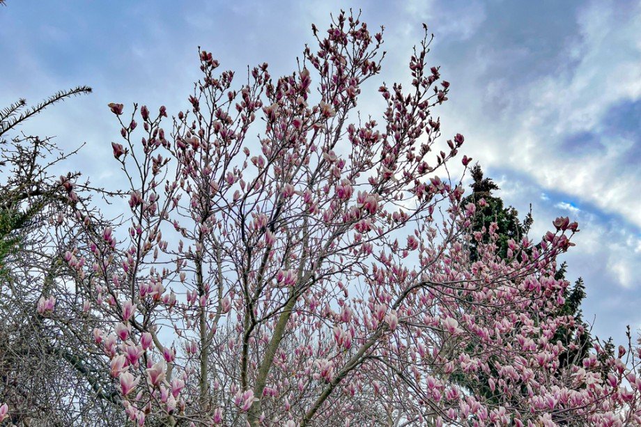 Ihre Tulpenmagnolie Doppelhaush�lfte Am Ettersberg