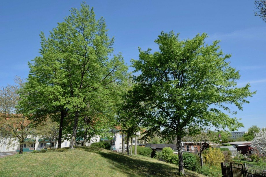 Gartenanlage Erdgeschosswohnung Erfurt