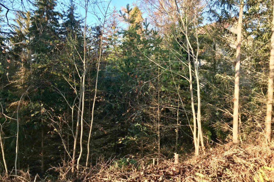 Bewaldete ehemalige Sandgrube Einfamilienhaus Tonna / Gr�fentonna