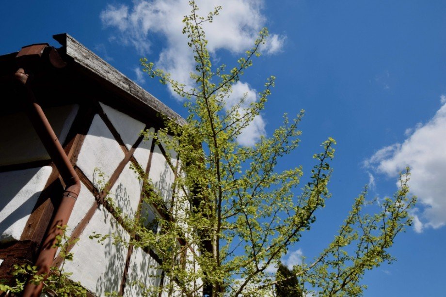 Ginkgobaum an der Scheune Doppelhaush�lfte Gr�fenhain/ Ohrdruf