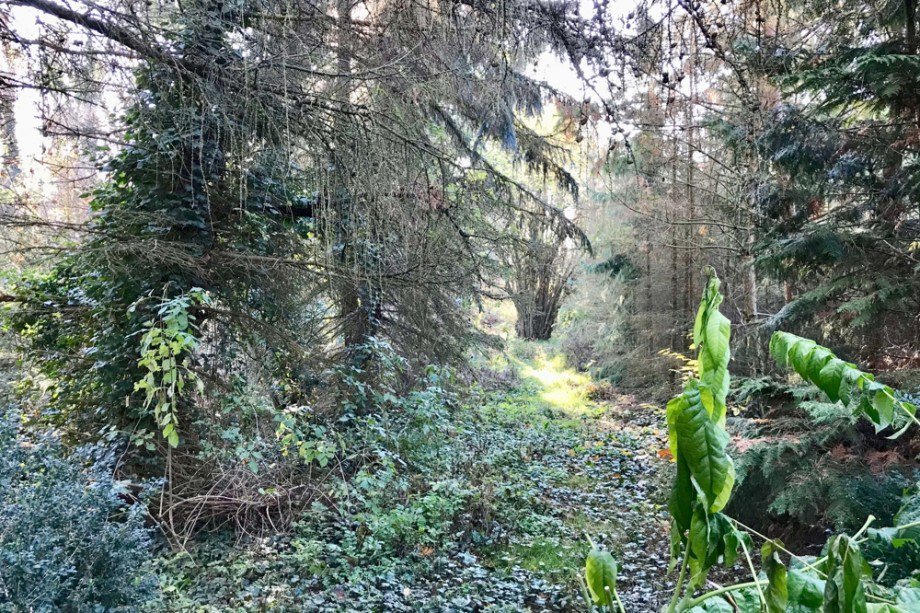 Zauberwald Einfamilienhaus Tonna / Gr�fentonna