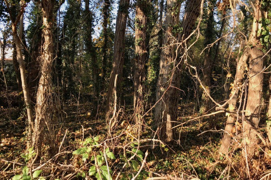 Ihr Privatwald mit Potential Einfamilienhaus Tonna / Gr�fentonna