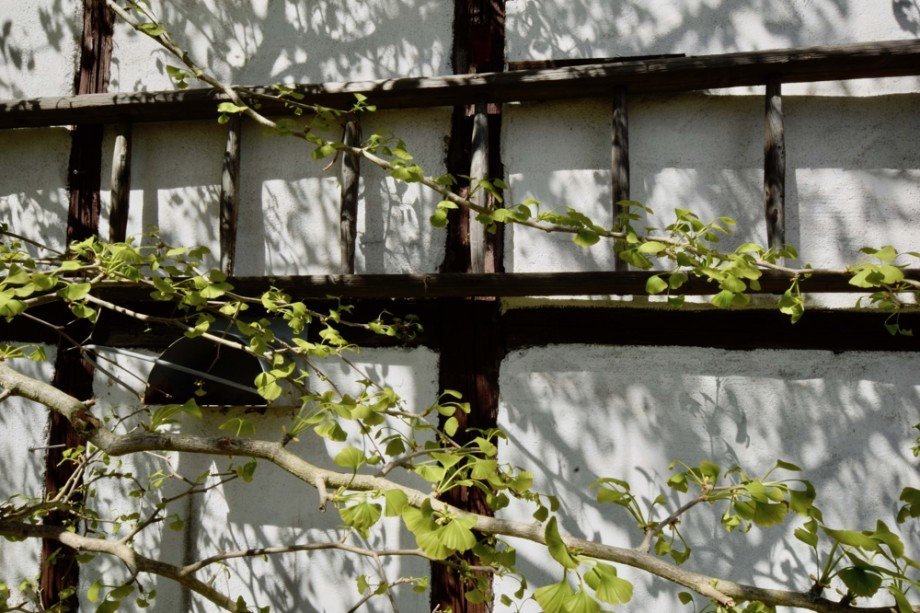 Gingko an der Scheune Doppelhaush�lfte Gr�fenhain/ Ohrdruf