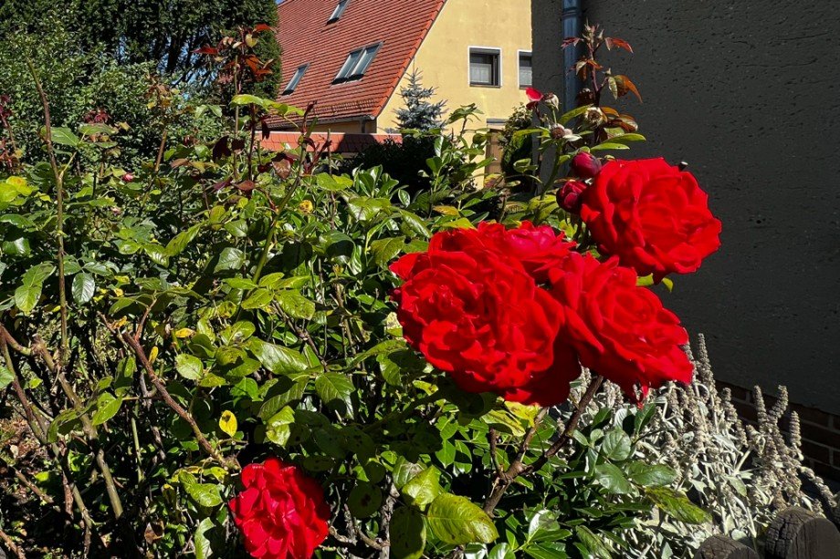 Ihre Rosen im Vorgarten Doppelhaush�lfte Am Ettersberg