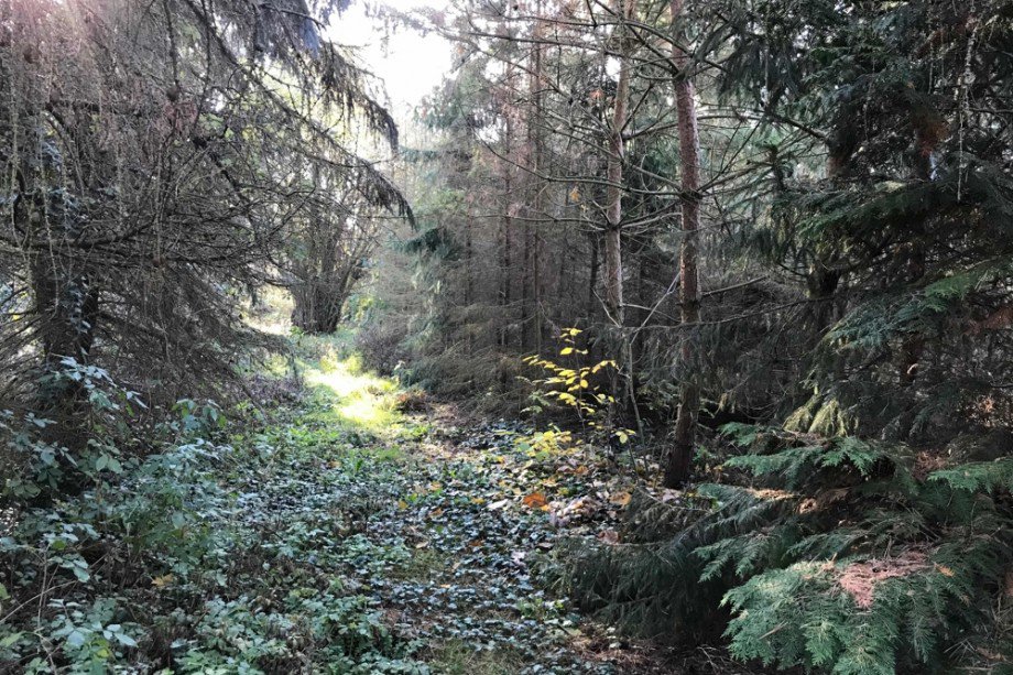 Ihr eigener Feenwald Einfamilienhaus Tonna / Gr�fentonna
